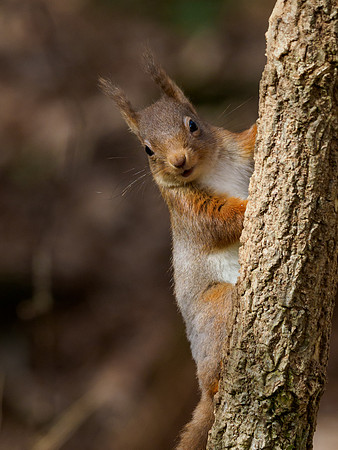 20220304-Red Squirrel-EM129088