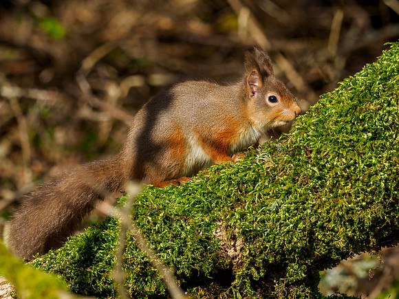 Red Squirel (Sciurus vulgaris)