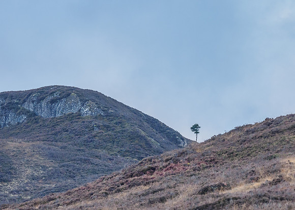 Boblainy Forest (2) [1812044]