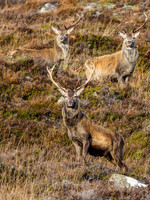 Red Deer Stag (Cervus elaphus) (3) [1812003]