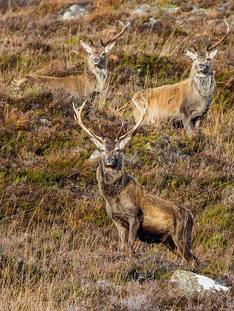 Red Deer Stag (Cervus elaphus) (3) [1812003]