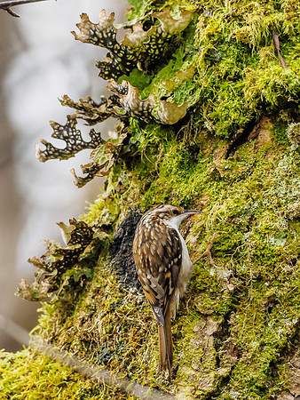 Treecreeper (Certhia familiaris) (3) [1812062]