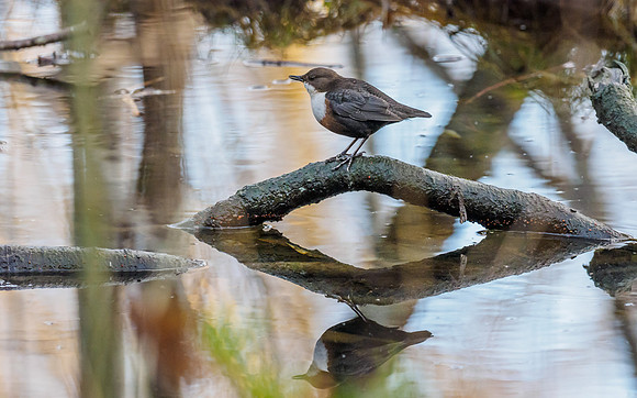 Double Dipper (Cinclus cinclus) (4) [1812042]