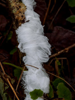 Hair Ice, Ice Wool or Frost Beard (2) [1812010]