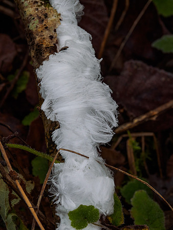 Hair Ice, Ice Wool or Frost Beard (2) [1812010]