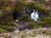 Mountain Hare (Lepus timidus) (5) [1812020]