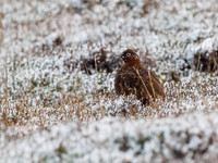 Red Grouse (Lagopus lagopus) (1) [1812015]