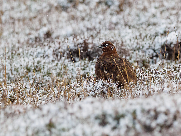 Red Grouse (Lagopus lagopus) (1) [1812015]