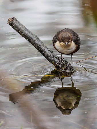 Dipper (Cinclus cinclus) (8) [1812063]