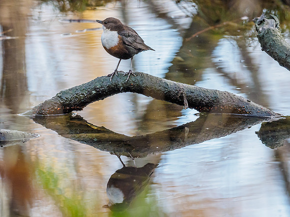 Double Dipper (Cinclus cinclus) (2) [1812040]