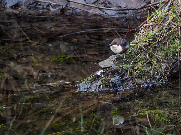 Dipper (Cinclus cinclus) (1) [1812038]