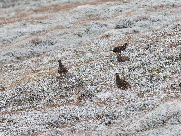 Red Grouse (Lagopus lagopus) (2) [1812016]