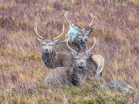 Red Deer Stag (Cervus elaphus) (12) [1812036]