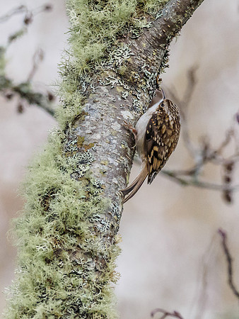 Treecreeper (Certhia familiaris) (1) [1812026]