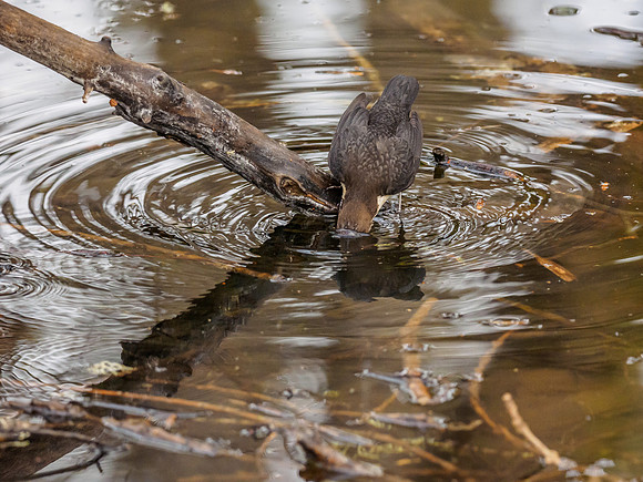 Dipper (Cinclus cinclus) (4) [1812058]