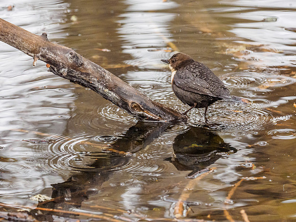 Dipper (Cinclus cinclus) (5) [1812059]