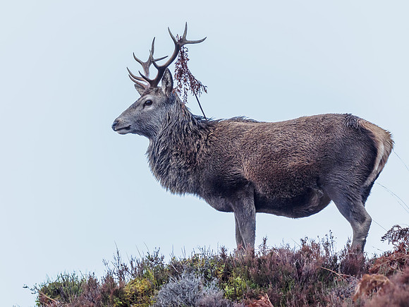 Red Deer Stag (Cervus elaphus) (10) [1812034]