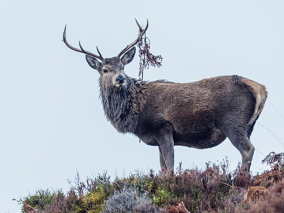 Red Deer Stag (Cervus elaphus) (11) [1812035]
