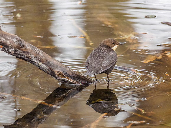 Dipper (Cinclus cinclus) (7) [1812061]