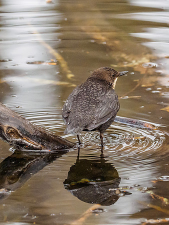 Dipper (Cinclus cinclus) (6) [1812060]