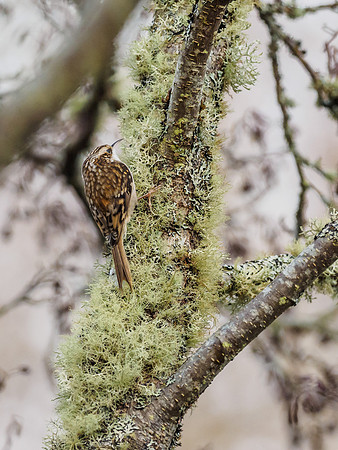 Treecreeper (Certhia familiaris) (2) [1812027]