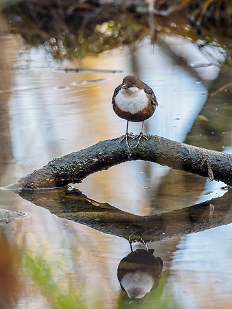 Double Dipper (Cinclus cinclus) (3) [1812041]