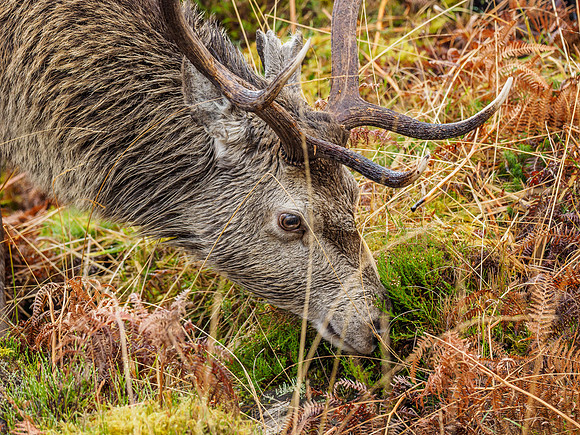Red Deer Stag (Cervus elaphus) (6) [1812030]