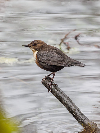 Dipper (Cinclus cinclus) (9) [1812064]