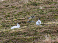 Mountain Hare (Lepus timidus) (4) [1812019]