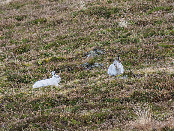 Mountain Hare (Lepus timidus) (4) [1812019]