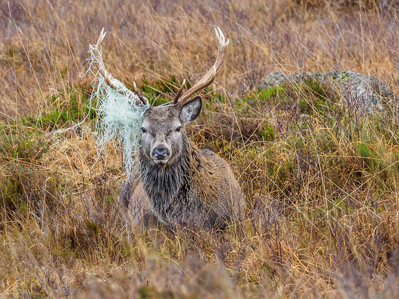 Red Deer Stag (Cervus elaphus) (5) [1812029]