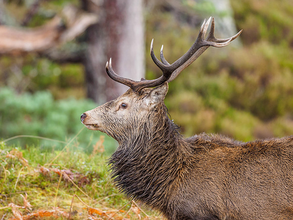 Red Deer Stag (Cervus elaphus) (8) [1812032]
