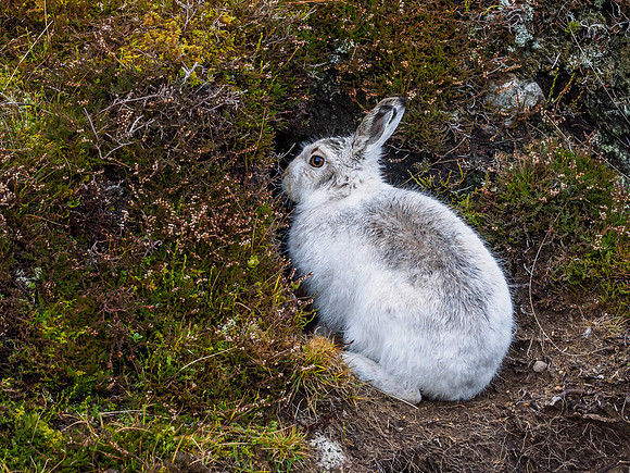 Mountain Hare (Lepus timidus) (6) [1812021]