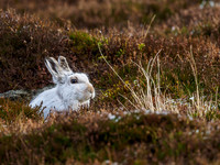 Mountain Hare (Lepus timidus) (1) [1812012]