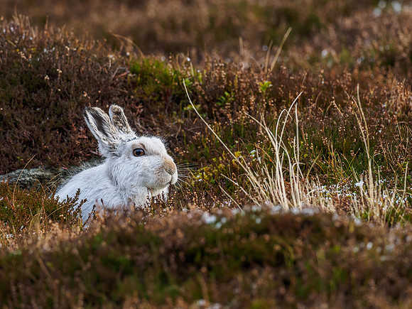 Mountain Hare (Lepus timidus) (1) [1812012]
