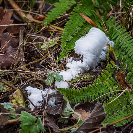 Hair Ice, Ice Wool or Frost Beard (1) [1812009]