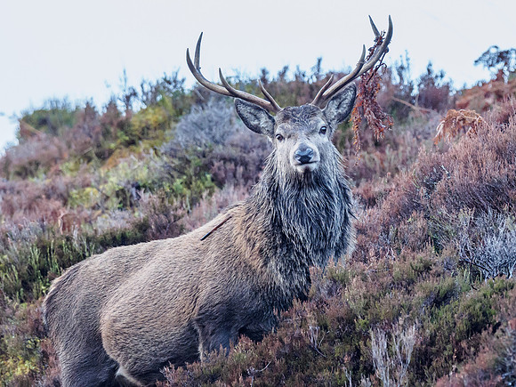 Red Deer Stag (Cervus elaphus) (9) [1812033]