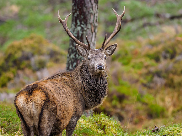 Red Deer Stag (Cervus elaphus) (7) [1812031]