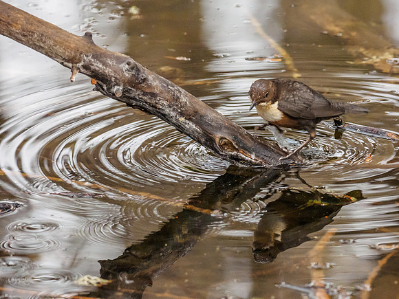 Dipper (Cinclus cinclus) (3) [1812057]