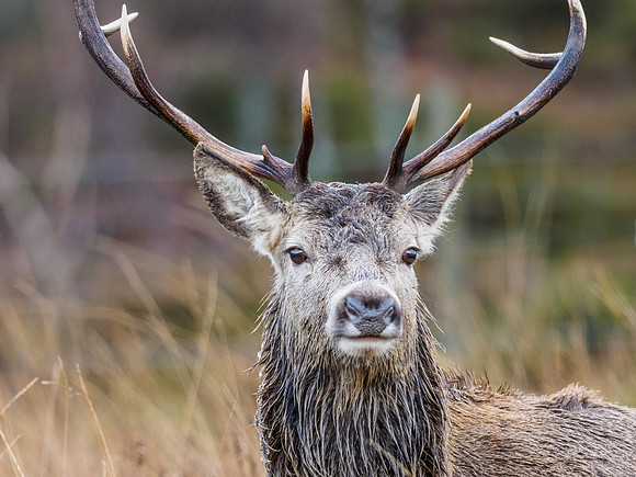 Red Deer Stag (Cervus elaphus) (4) [1812028]