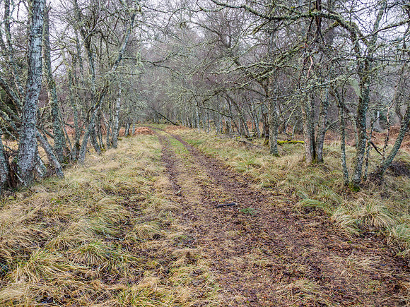 Boblainy Forest (1) [1812043]