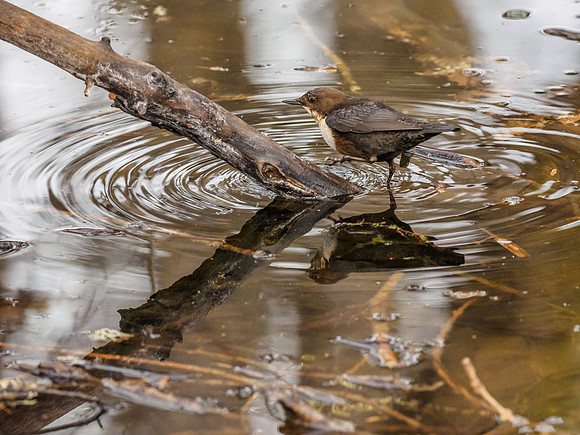 Dipper (Cinclus cinclus) (2) [18120556]