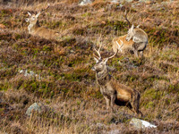 Red Deer Stag (Cervus elaphus) (2) [1812002]