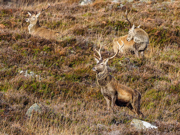 Red Deer Stag (Cervus elaphus) (2) [1812002]