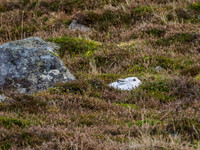 Mountain Hare (Lepus timidus) (3) [1812018]