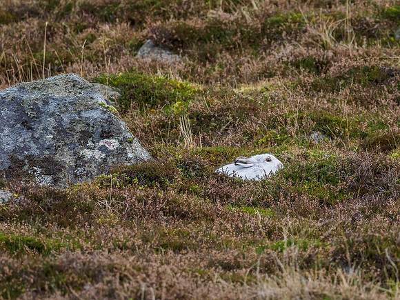 Mountain Hare (Lepus timidus) (3) [1812018]