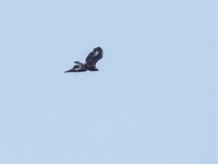 Golden Eagle (Aquila chrysaetos) [1812014]