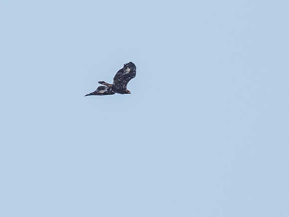 Golden Eagle (Aquila chrysaetos) [1812014]
