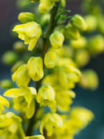 Winter Flowers