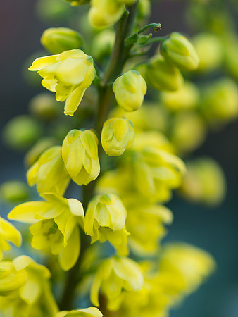 Winter Flowers